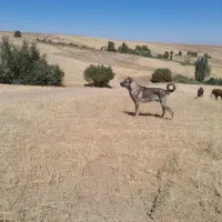 سگ عراقی|سگ|انگوران, |دیوار