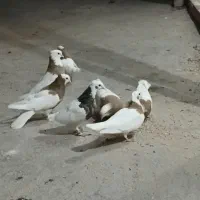 کفتر طوقی  کبوتر