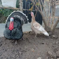 بوقلمون برنز و بوربون|حیوانات مزرعه|گنبد کاووس, |دیوار