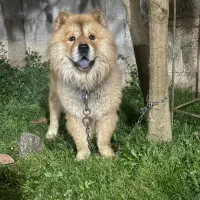 چاوچاو نر جهت کشش