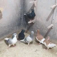 کبوتر رنگی ماده
