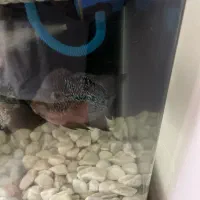 فلاورکامفا