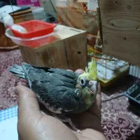 کوتوله|پرنده|بندرعباس, |دیوار