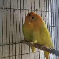 طوطی گرینچیگ طوطی برزیلی|پرنده|قرچک, زیبا شهر|دیوار