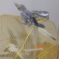 جوجه عروس هلندی دونخور دوماهه|پرنده|اصفهان, شاهد|دیوار