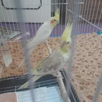 هلندی نر و ماده