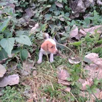 واگذاری۳ توله سگ نر|سگ|لولمان, |دیوار