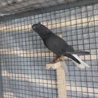 کفتر دم سفید|پرنده|مرودشت, شهرک مهدیه|دیوار