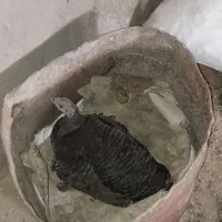 بوقلمون کرچ