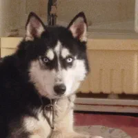 هاسکی چشم یخی|سگ|رشت, منظریه|دیوار