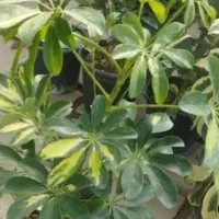 گل فیلندر برگ بزرگ|گل و گیاه طبیعی|بروجرد, |دیوار