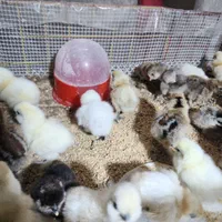 جوجه ابریشمی فول کیفیت