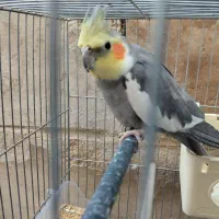 عروس هلندی نر اماده معاوضه