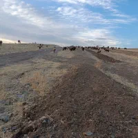 میش آبستن وزاییده