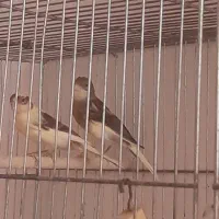 3تا قناری سفید طوسی و ابلغ طلایی سه گل