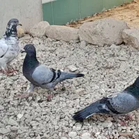 کبوتر جوان|پرنده|لامرد, |دیوار