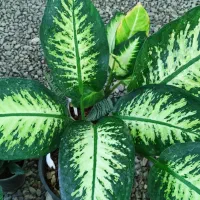 گل گیاه گلستان