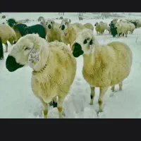 دامداری نمون ارسال وحضوری  ۲۴ ساعت درخدمت شما