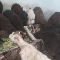 بز ماده|حیوانات مزرعه|هشتگرد, تهران دشت|دیوار