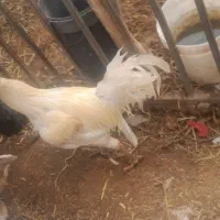 خروس محلی سالم وجوان