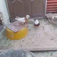 کفتر ملقی|پرنده|کرمان, |دیوار