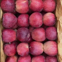 سیب قرمز درجه یک و دو درسردخانه