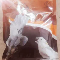 پودر سرلاک پرنده