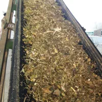 ذرت سیلاژ پر دان|عمده‌فروشی|بشاریات, |دیوار