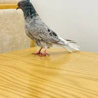 ماده کوهی دمسفید چاپی|پرنده|اهواز, سپیدار|دیوار