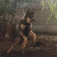 سگ ژرمن بی همتا|سگ|قم, باسکول|دیوار