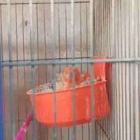 5جفت قناری سرخ سوخته سرخ رو تخم جوجه