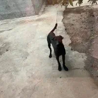 توله سرابی اصیل