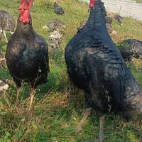 بقلمون|حیوانات مزرعه|سیاهکل, |دیوار