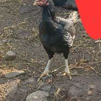 مورغ لاری اصل