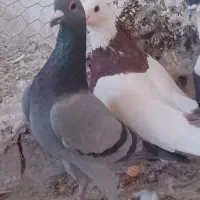 کبوتر درجه یک|پرنده|تربت جام, فاز ۲ فرهنگیان|دیوار