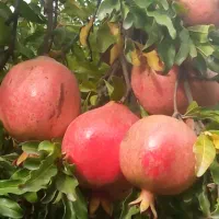 فروش باغ۱۵ساله ومستقلات|فروش زمین و ملک کلنگی|سرخنکلاته, |دیوار
