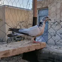 کبوتر|پرنده|صائین قلعه, |دیوار