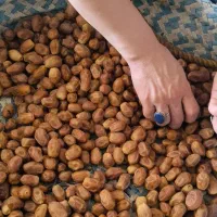 قصب|خوردنی و آشامیدنی|بوشهر, |دیوار
