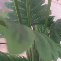 سبزی خردکن سبزیزان