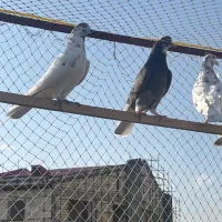 کبوتر|پرنده|رشت, ساغری سازان|دیوار