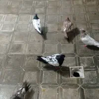 کبوتر|پرنده|مشهد, مقدم|دیوار