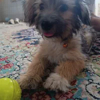 معا. وضه توله نر شیتزو تریر شناسنامه دار با ژرمن