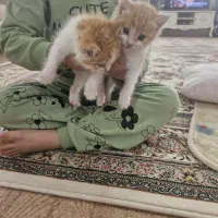 گربه|گربه|اردبیل, |دیوار