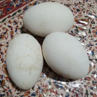 8 عدد تخم غاز تازه