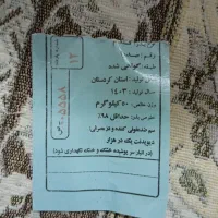 گندم بذر صدرابوجاری شده در بهترین بوجاری سقز