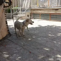 واگذاری سگ پاپی ماده اشپیتز حامله
