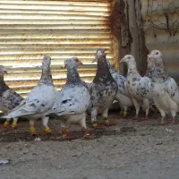 کفتر۷رنگ