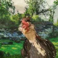 تخم مرغ نطفه دار گلین لری|حیوانات مزرعه|مشهد, چاهشک|دیوار