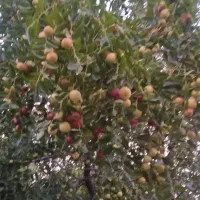 عناب تازه شمال
