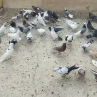 کبوتر اصیل کاشان